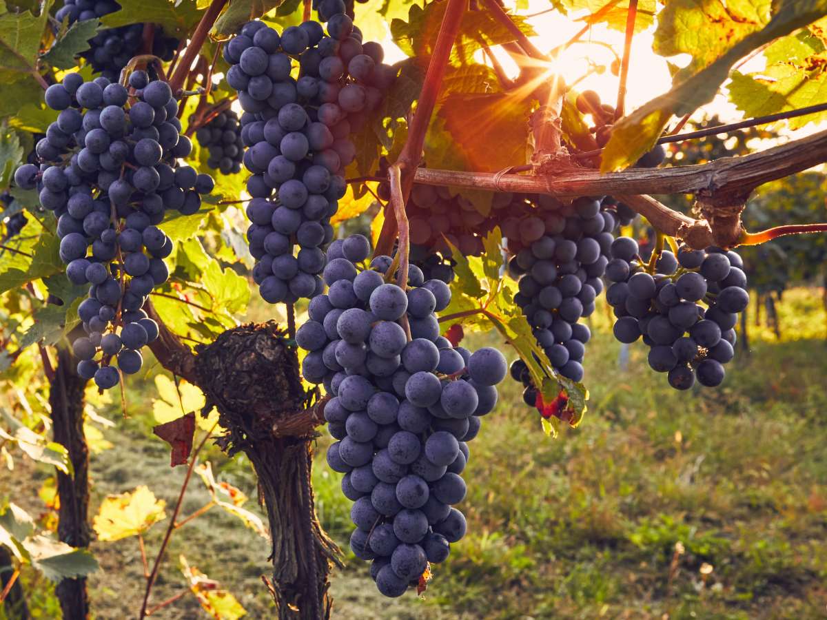 viñedos de uva en Ica al atardecer