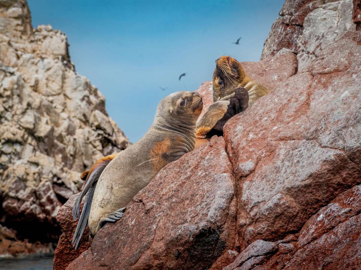 lobos marinos en Islas Ballestas Paracas